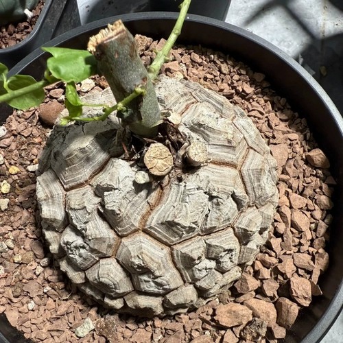 7cm succulent cactus - cactus, plant
