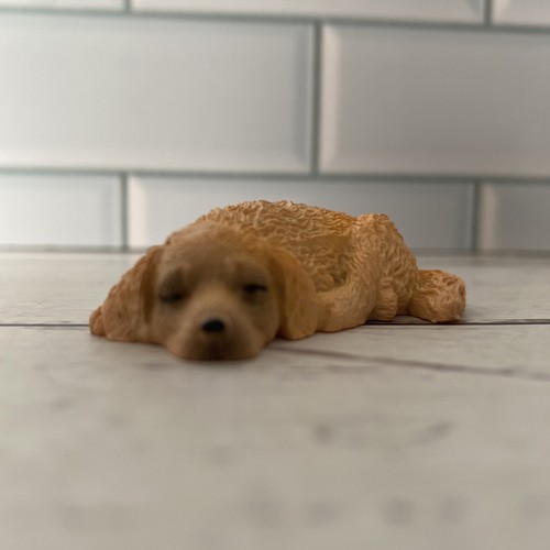 Miniature pet golden - golden, retriever