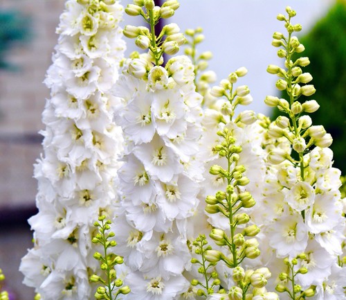 150x white delphinium giant - white,