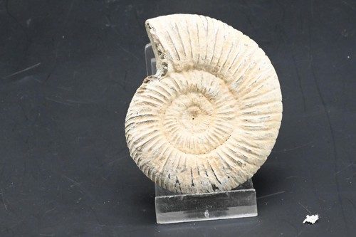 Ammonite perisphincts - ammonite,