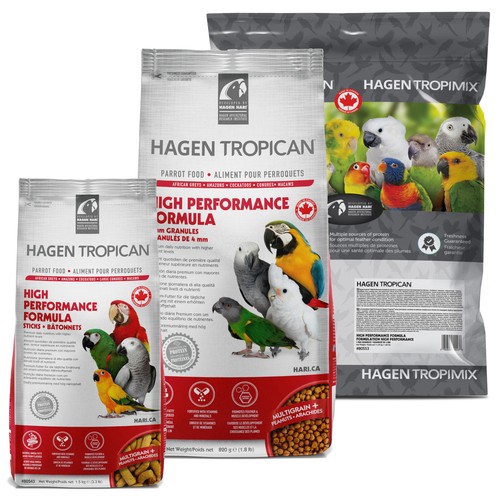 Parrot bird food - bird, hagen