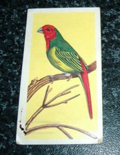 Como - Noddys Budgie & Feathered Friends 1st Series No17 - Parrot Finch