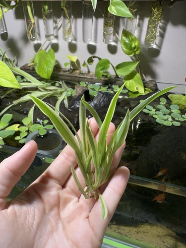 Baby spider plants both house - spider, plants,