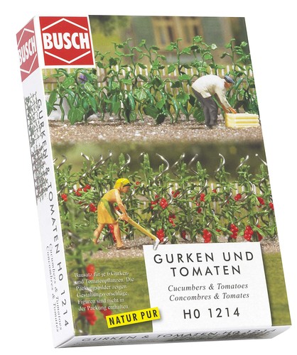 Cucumber tomato plants - cucumber,