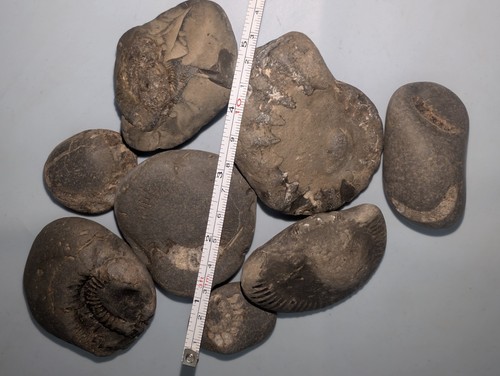 Multi ammonite fossil - multi,