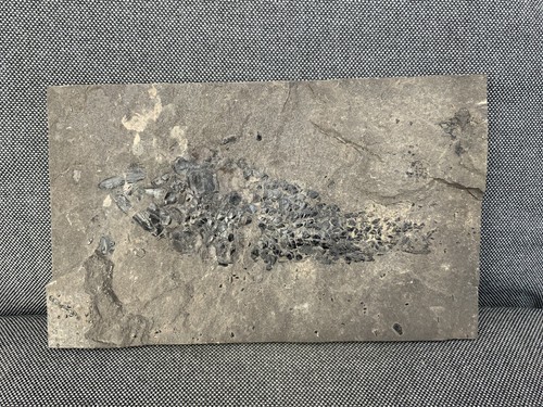 Rare fossil fish - fossil, specimen
