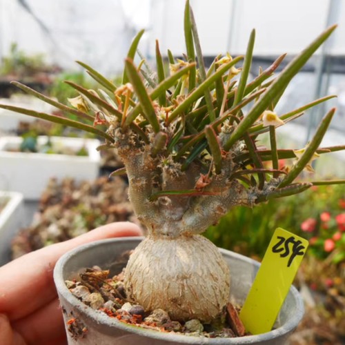1piece 4cm euphorbia - 3.5-4cm,