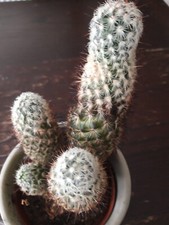 Cactus approx 25cm tall - , in
