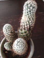 Cactus approx 25cm tall in Ceramic pot.