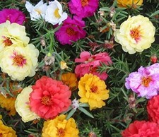 MOSS ROSE PORTULACA GRANDIFLORA EXTRA DOUBLE MIX 3300 seeds +4" FREE PLANT LABEL