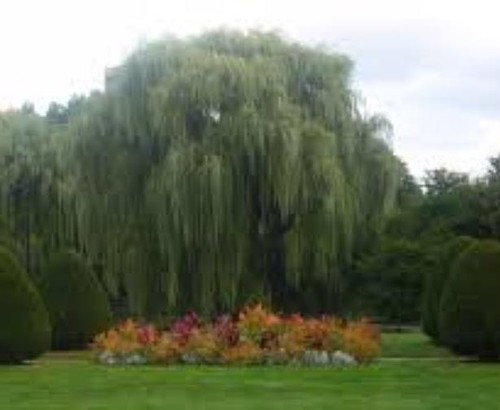 Weeping willow tree - weeping, 18-36”