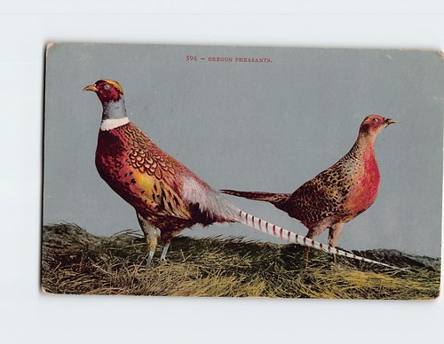 Postcard oregon pheasants - postcard,