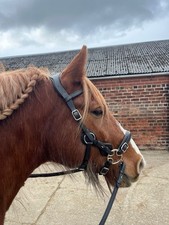 Evo Equine Elite Bitless Bridle & Reins-Havana Leather-Cob Size