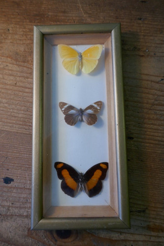 Framed trio butterflies - a, of