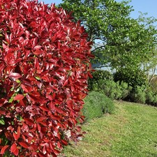 Pack of 12 Photinia 'Red