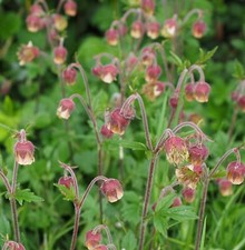 Geum rivale - Set Of three