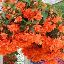 6 Trailing Begonia Ilumination