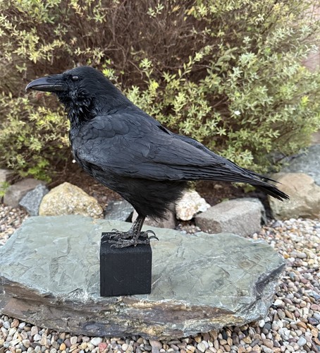 Taxidermy xl crow - taxidermy,