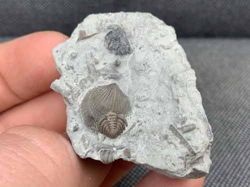 Rare silurian seabed fossil - rare,