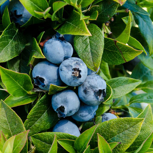 Blueberry vaccinium chandler - blueberry, 'chandler'