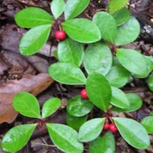 Live wintergreen teaberry - live,