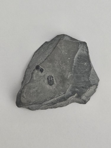 Trilobite fossil agnostid - trilobite,