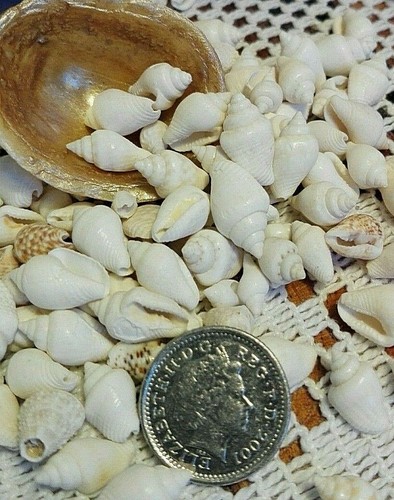 100 tiny white natural - , beach