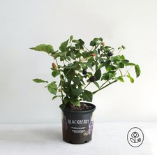 Blackberry Bush Plant - 1