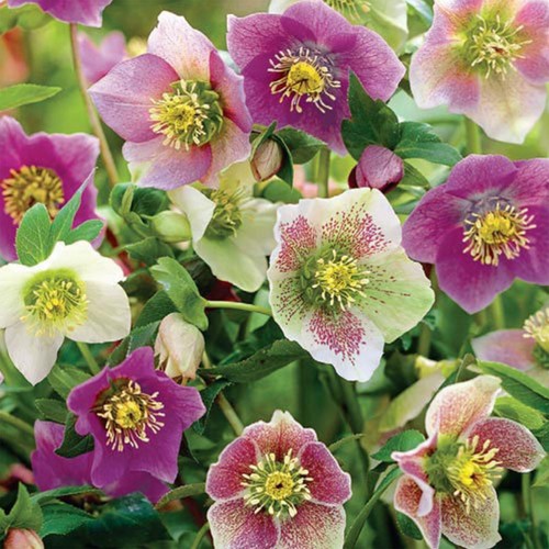Helleborus niger christmas - helleborus,