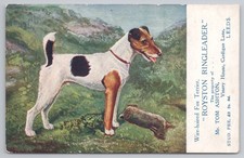 Wire Haired Fox Terrier