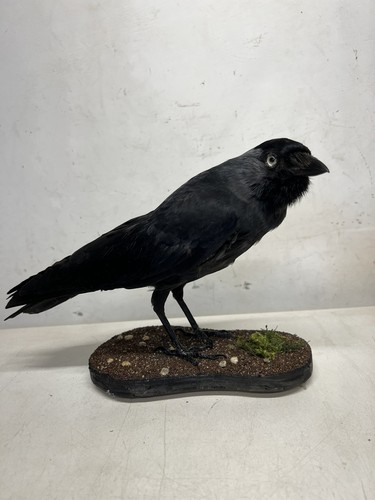 Mounted jackdaw - mounted,