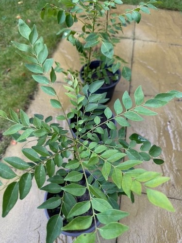 Healthy curry leaf plant - healthy,