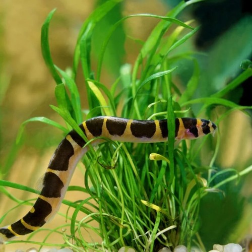 Pack striped kuhli loach - -,