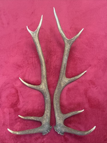 Pair red deer antlers - of,