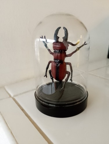 Stag beetle insect bug - stag,