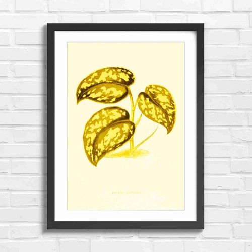 Botanical pothos plant - botanical,
