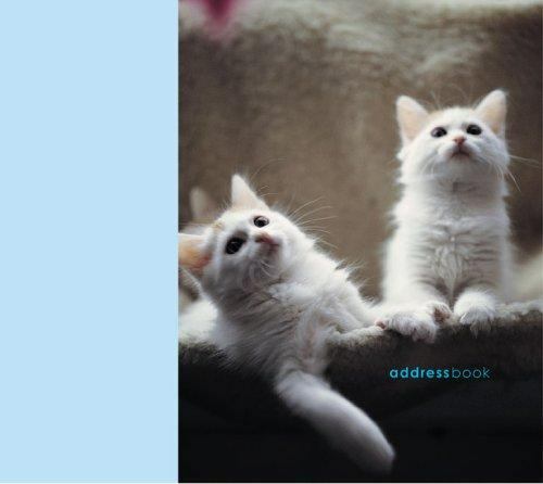 Cats and kittens large - large, address