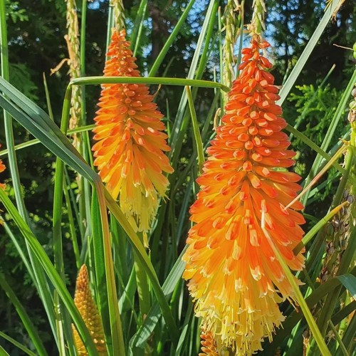 Kniphofia uvaria red - |,
