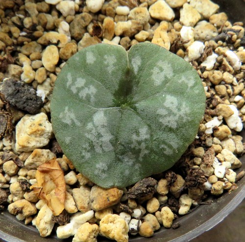 Dorstenia barnimiana