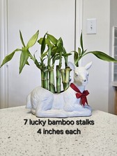 7 Lucky Bamboo 4 Inches FREE