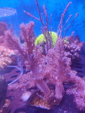 3 Kenya trees coral Marine Aquarium 