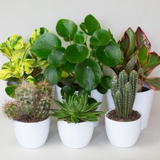 6 x Water Saving House Plant Mix Supplied in 13cm Nursery Pots