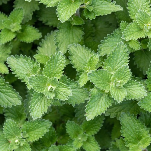 Herb catnip plant - plant, catmint