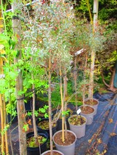 5ft inc - inc., pot