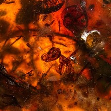 HAIDOMYRMEX Hell Ant in