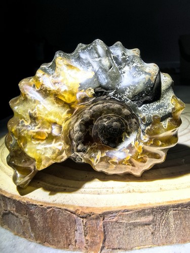 Stunning fluorescent ammonite - stunning,