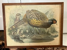 Antique J. Wolf & J. Smit Common Pheasant M &N Hanhart Imp Litho Print 21" X 16"
