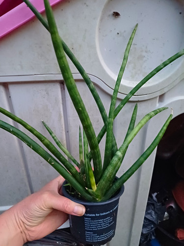 Green snake plant - green,
