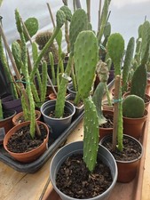 Lovely Spineless prickly pear cactus plant Ideal Tortoise Food  