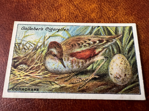 Gallaher birds nests eggs - -, &